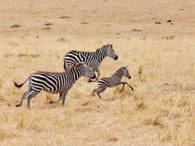 8-Day Nyerere National Park (Selous) And Zanzibar Packages