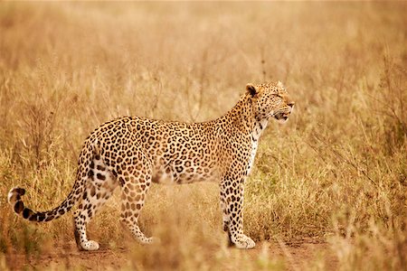 5 Days Mikumi National Park And Nyerere National Park {Selous Game Reserve}