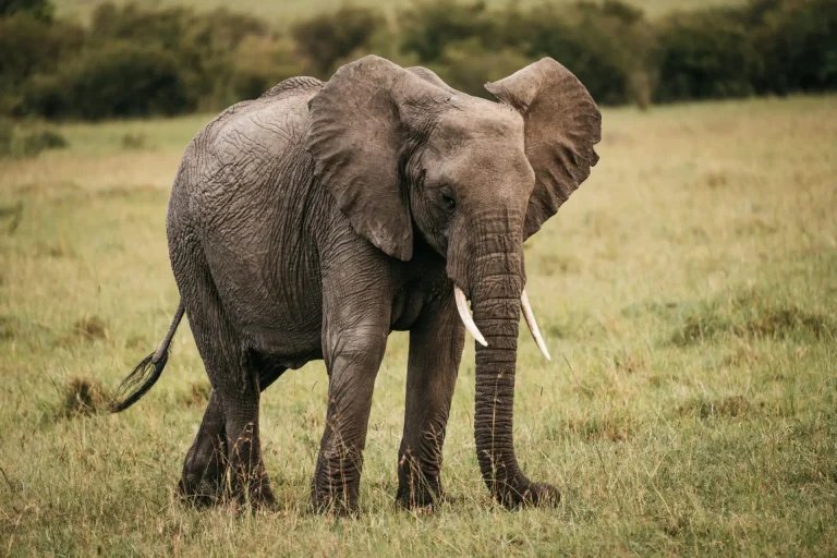 3 Days 2 Night Tanzania Safari To, Tarangire, Lake Manyara And Ngorongoro Crater
