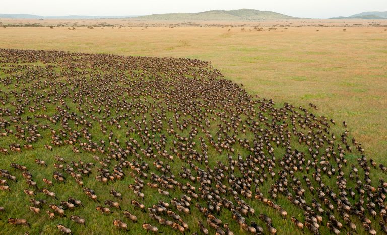 Things to Do in Serengeti: Exploring the Beauty of Tanzania