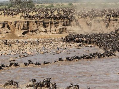 6 Days 5 Nights Wildebeest Migration Wildlife Safari In Tanzania